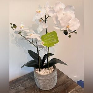White Orchid Arrangement in Gray Ceramic Pot